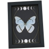Mint Morpho Butterfly Gothic Moon Phases Framed Morpho catenarius verso Taxidermy Display