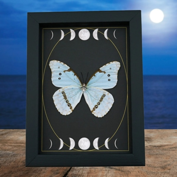 Mint Morpho Butterfly Gothic Moon Phases Framed Morpho catenarius verso Taxidermy Display