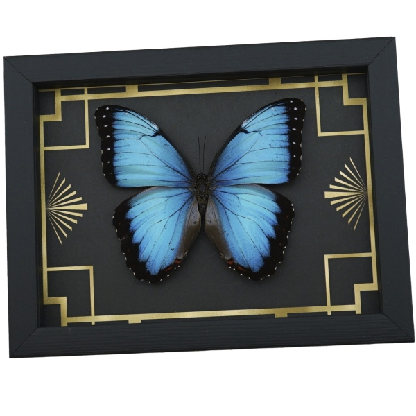 Real Blue Morpho Butterfly Art Deco Morpho peleides Morpho achilles male Framed Taxidermy Display