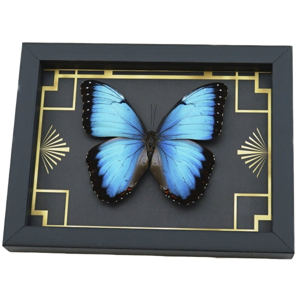 Real Blue Morpho Butterfly Art Deco Morpho peleides Morpho achilles male Framed Taxidermy Display
