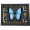 Real Blue Morpho Butterfly Art Deco Morpho peleides Morpho achilles male Framed Taxidermy Display