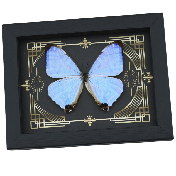 Real Mother Of Pearl Butterfly Gothic Scrolls Morpho sulkowski Framed Taxidermy Display