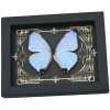 Real Mother Of Pearl Butterfly Gothic Scrolls Morpho sulkowski Framed Taxidermy Display