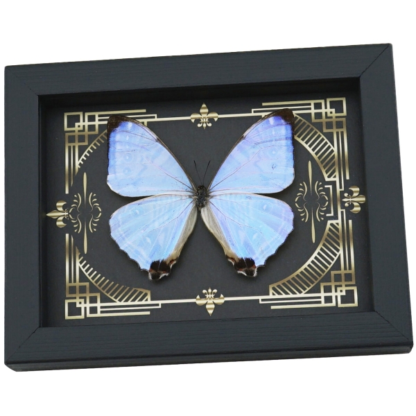 Real Mother Of Pearl Butterfly Gothic Scrolls Morpho sulkowski Framed Taxidermy Display