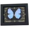 Real Mother Of Pearl Butterfly Gothic Scrolls Morpho sulkowski Framed Taxidermy Display