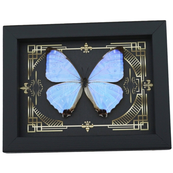 Real Mother Of Pearl Butterfly Gothic Scrolls Morpho sulkowski Framed Taxidermy Display