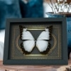 Rare Ghostly White Morpho Butterfly Gothic gold border Framed Morpho Theseus Juturna