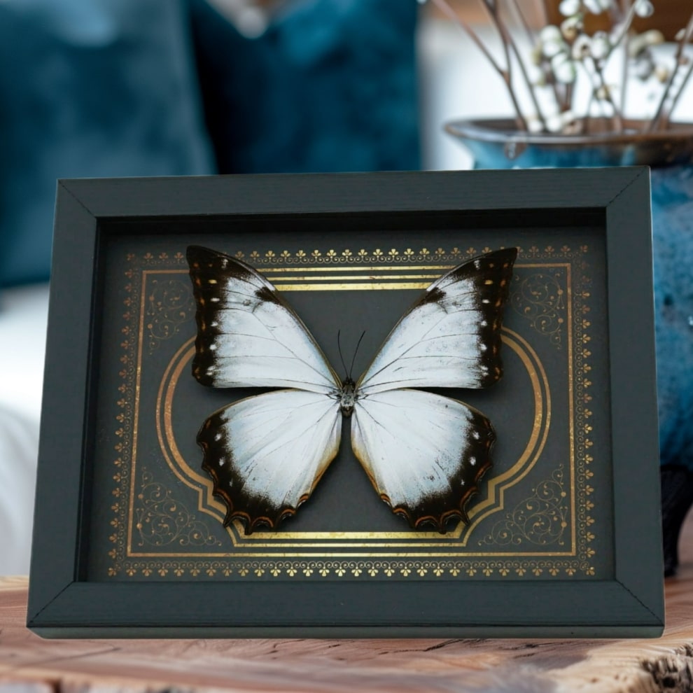 Rare Ghostly White Morpho Butterfly Gothic gold border Framed Morpho Theseus Juturna Rare Ghostly White Morpho Butterfly Gothic gold border Framed Morpho Theseus Juturna