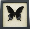 Black Butterfly Papilio Ascalaphus Giant Swallowtail Framed Taxidermy Display