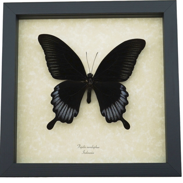 Black Butterfly Papilio Ascalaphus Giant Swallowtail Framed Taxidermy Display