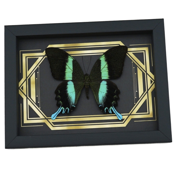 Real Peacock Swallowtail Butterfly Golden Borders Papilio Blumei Framed Taxidermy Display