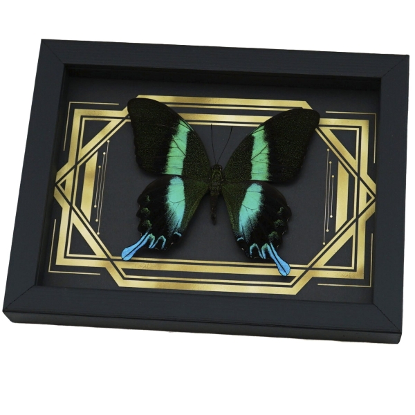 Real Peacock Swallowtail Butterfly Golden Borders Papilio Blumei Framed Taxidermy Display