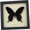 Papilio deiphobus Black Giant Swallowtail Butterfly Framed Taxidermy