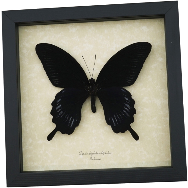 Papilio deiphobus Black Giant Swallowtail Butterfly Framed Taxidermy
