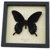 Papilio deiphobus Black Giant Swallowtail Butterfly Framed Taxidermy