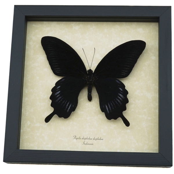 Papilio deiphobus Black Giant Swallowtail Butterfly Framed Taxidermy
