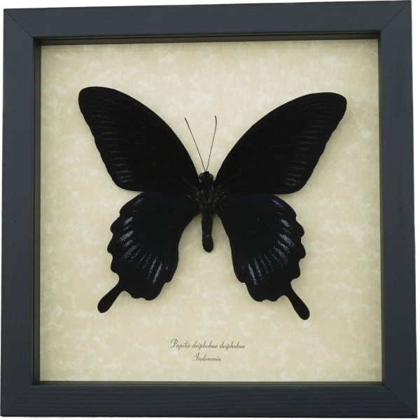 Papilio deiphobus Black Giant Swallowtail Butterfly Framed Taxidermy