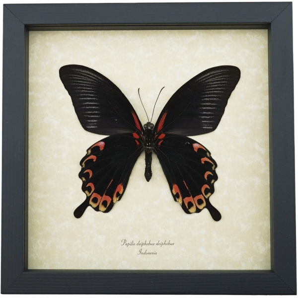 Papilio deiphobus Verso Giant Black Red Swallowtail Butterfly Framed Taxidermy Display