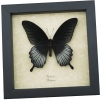 Papilio Lowi Male Framed Black Swallowtail Butterfly Taxidermy Display