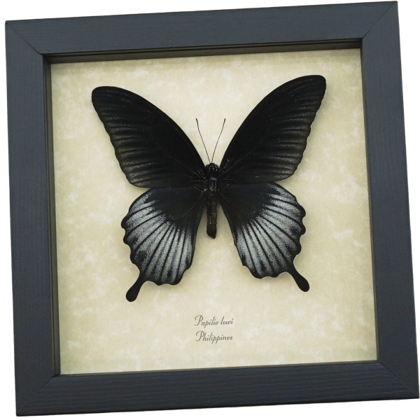 Papilio Lowi Male Framed Black Swallowtail Butterfly Taxidermy Display