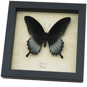 Papilio Lowi Male Framed Black Swallowtail Butterfly Taxidermy Display
