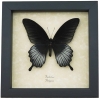 Papilio Lowi Male Framed Black Swallowtail Butterfly Taxidermy Display