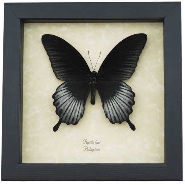 Papilio Lowi Male Framed Black Swallowtail Butterfly Taxidermy Display