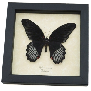 Papilio rumanzovia Black Scarlet Mormon Butterfly Framed Taxidermy Display