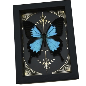 Real Papilio ulysses Butterfly Celestial Gold Foil Moon Phases Framed Taxidermy
