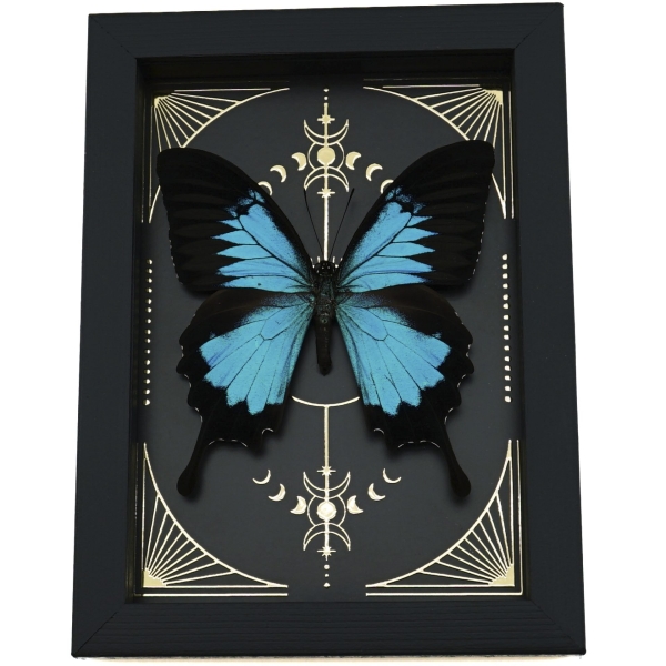 Real Papilio ulysses Butterfly Celestial Gold Foil Moon Phases Framed Taxidermy