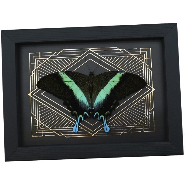 Real Resting Peacock Swallowtail Butterfly Gold Foil Geometric Papilio Blumei Framed Taxidermy Display