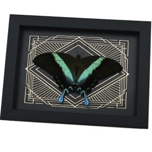 Real Resting Peacock Swallowtail Butterfly Gold Foil Geometric Papilio Blumei Framed Taxidermy Display