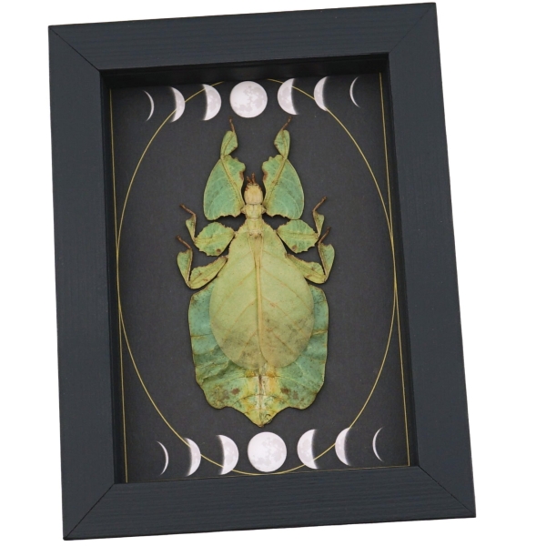 Real Green Leaf Insect Gothic Moon Phases Phyllium Pulchrifolium Female Framed Taxidermy