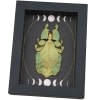 Real Green Leaf Insect Gothic Moon Phases Phyllium Pulchrifolium Female Framed Taxidermy
