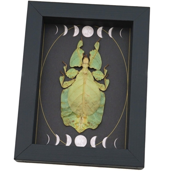 Real Green Leaf Insect Gothic Moon Phases Phyllium Pulchrifolium Female Framed Taxidermy