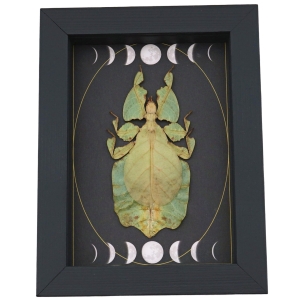 Real Green Leaf Insect Gothic Moon Phases Phyllium Pulchrifolium Female Framed Taxidermy