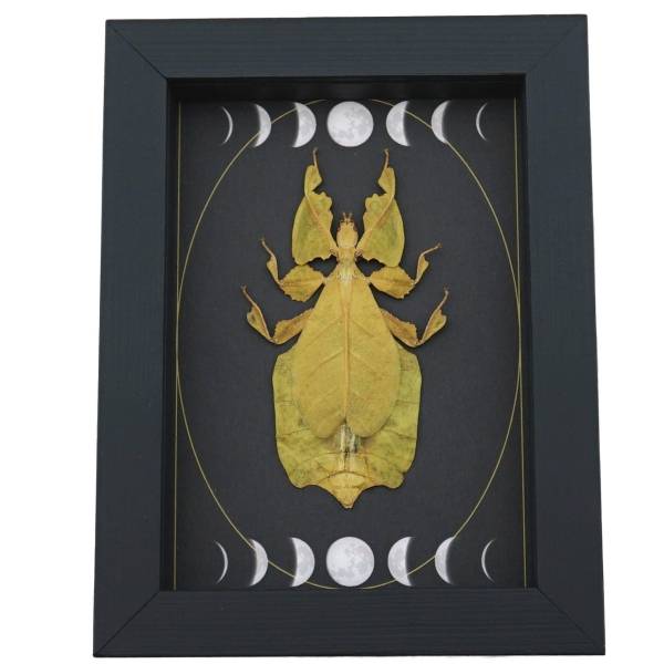 Real Gold Leaf Insect Gothic Moon Phases Phyllium Pulchrifolium Female Framed Taxidermy