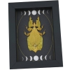 Real Gold Leaf Insect Gothic Moon Phases Phyllium Pulchrifolium Female Framed Taxidermy