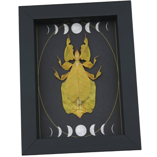 Real Gold Leaf Insect Gothic Moon Phases Phyllium Pulchrifolium Female Framed Taxidermy