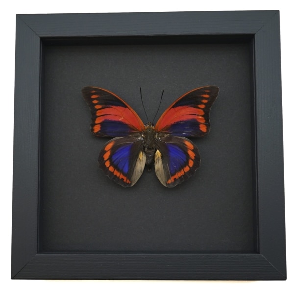 Prepona praeneste Purple Red Framed Butterfly Moonlight Display Taxidermy