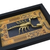 Real Scorpion Egyptian Decor Heterometrus cyaneus Framed Scorpion Taxidermy Display