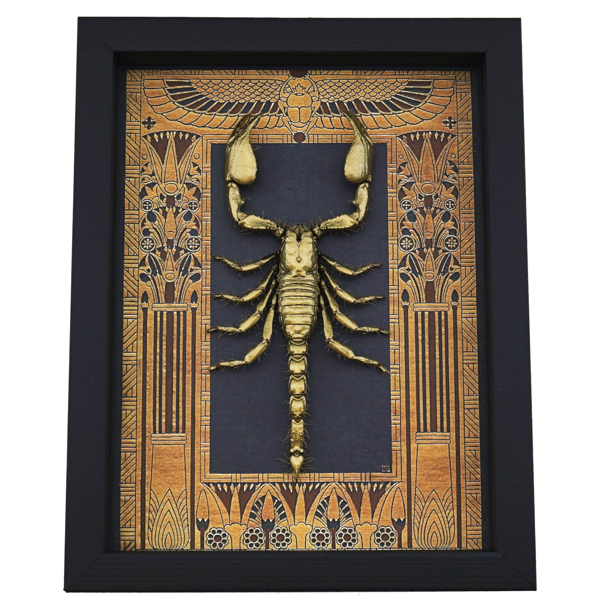 thumbnail image 2 of Golden Scorpion In Resin - Real Insect Taxidermy Specimen, Oddity Curio Gift 2 of 4