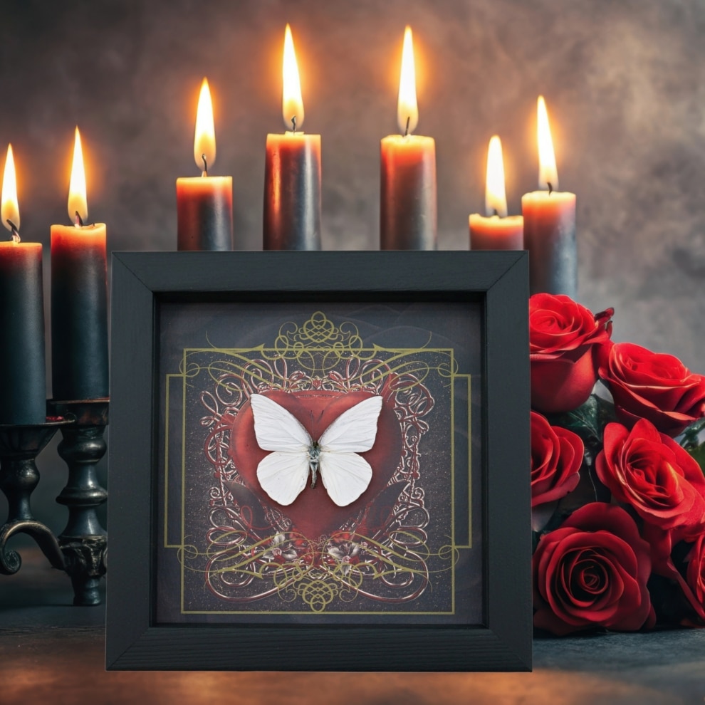 Real Red Heart Butterfly White Ghost Appias albina Framed Taxidermy Display
