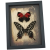 Real Red Heart Butterfly Set Gothic Old World Lock Key Real Framed Taxidermy Display