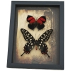 Real Red Heart Butterfly Set Gothic Old World Lock Key Real Framed Taxidermy Display