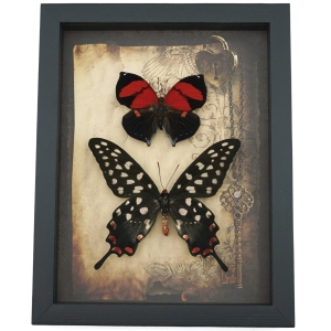 Real Red Heart Butterfly Set Gothic Old World Lock Key Real Framed Taxidermy Display
