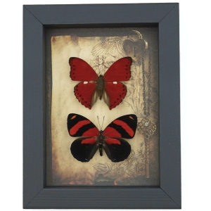 Real Red Heart Butterfly Set Gothic Old World Lock Key Framed Taxidermy