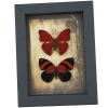 Real Red Heart Butterfly Set Gothic Old World Lock Key Framed Taxidermy