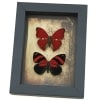Real Red Heart Butterfly Set Gothic Old World Lock Key Framed Taxidermy