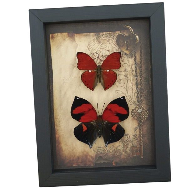 Real Red Heart Butterfly Set Gothic Old World Lock Key Framed Taxidermy Display